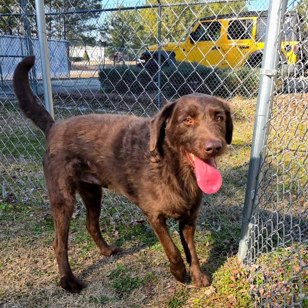 Enlarge Opie, a Adoptable Mixed Breed in Gadsden, AL image 5/6