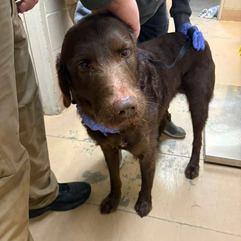 Enlarge Opie, a Adoptable Mixed Breed in Gadsden, AL image 6/6