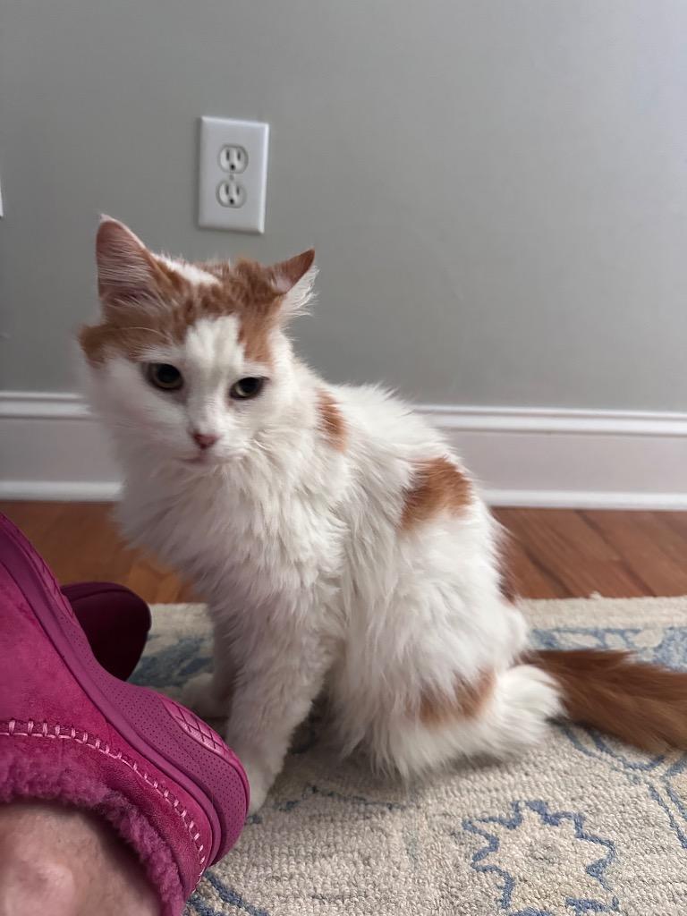 *Beauty, Adoptable, Senior Female Domestic Long Hair.