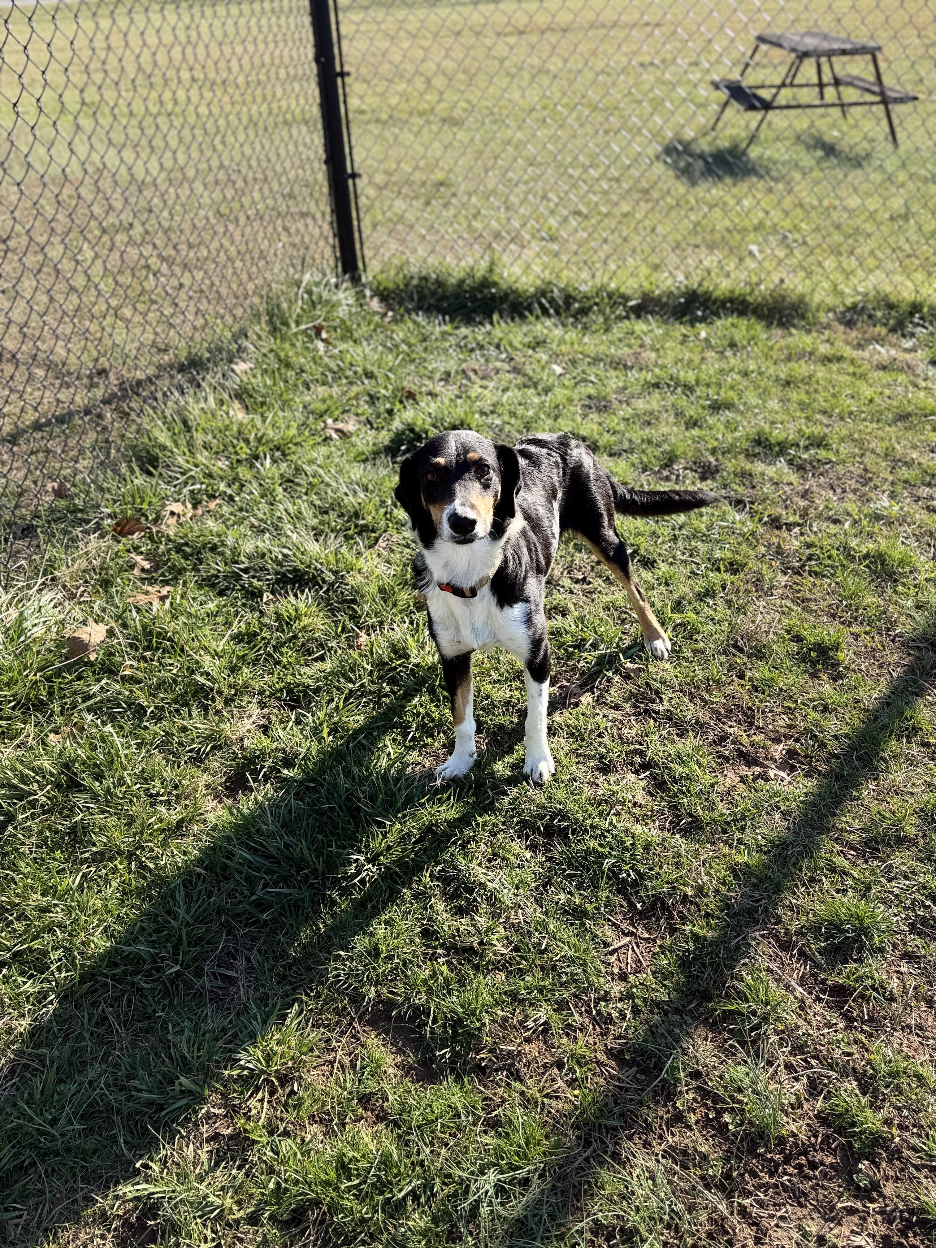 Brooke, a ADOPTABLE mixed breed in Lebanon, TN image 4/4