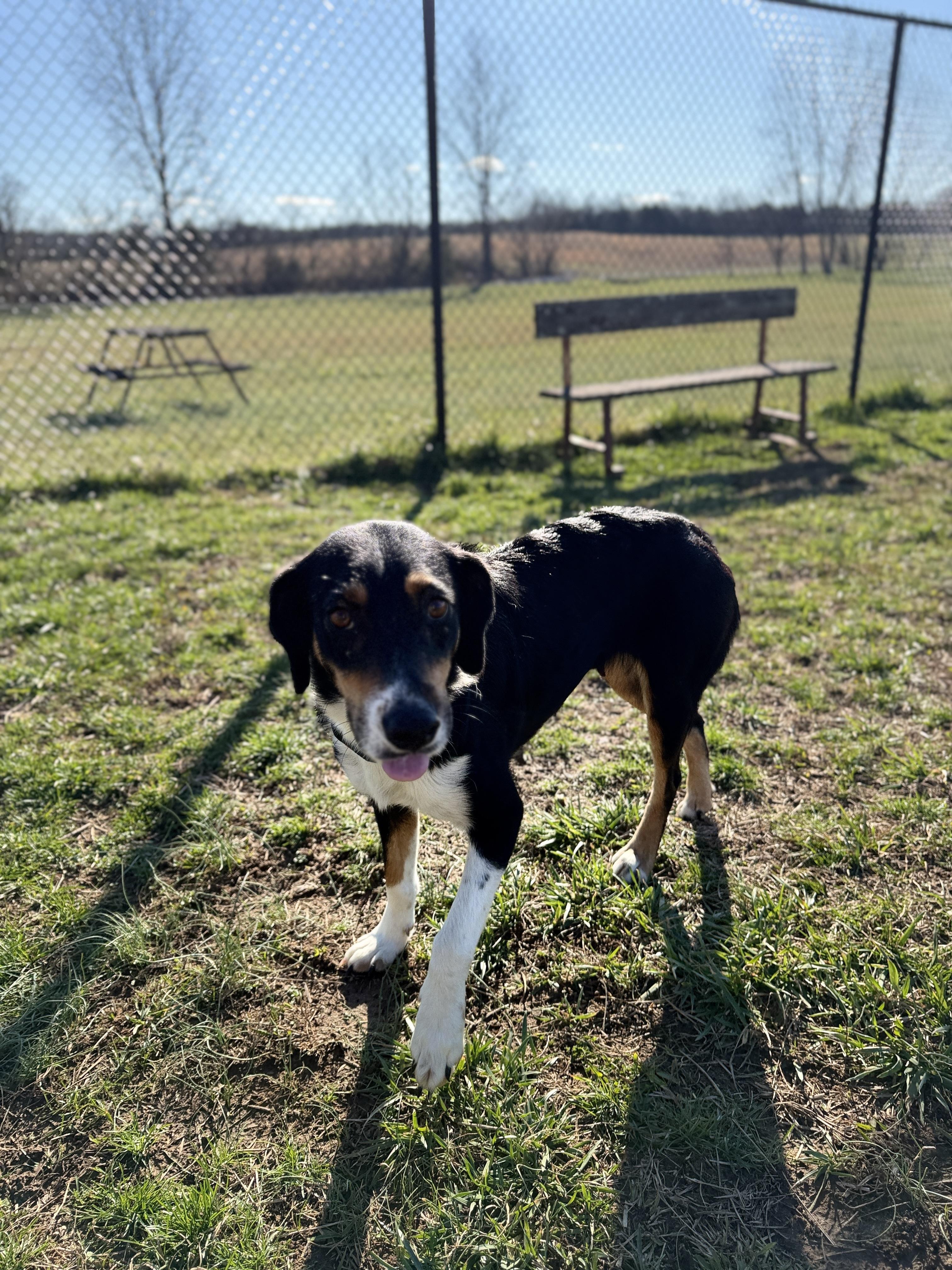 Brooke, a ADOPTABLE mixed breed in Lebanon, TN image 3/4
