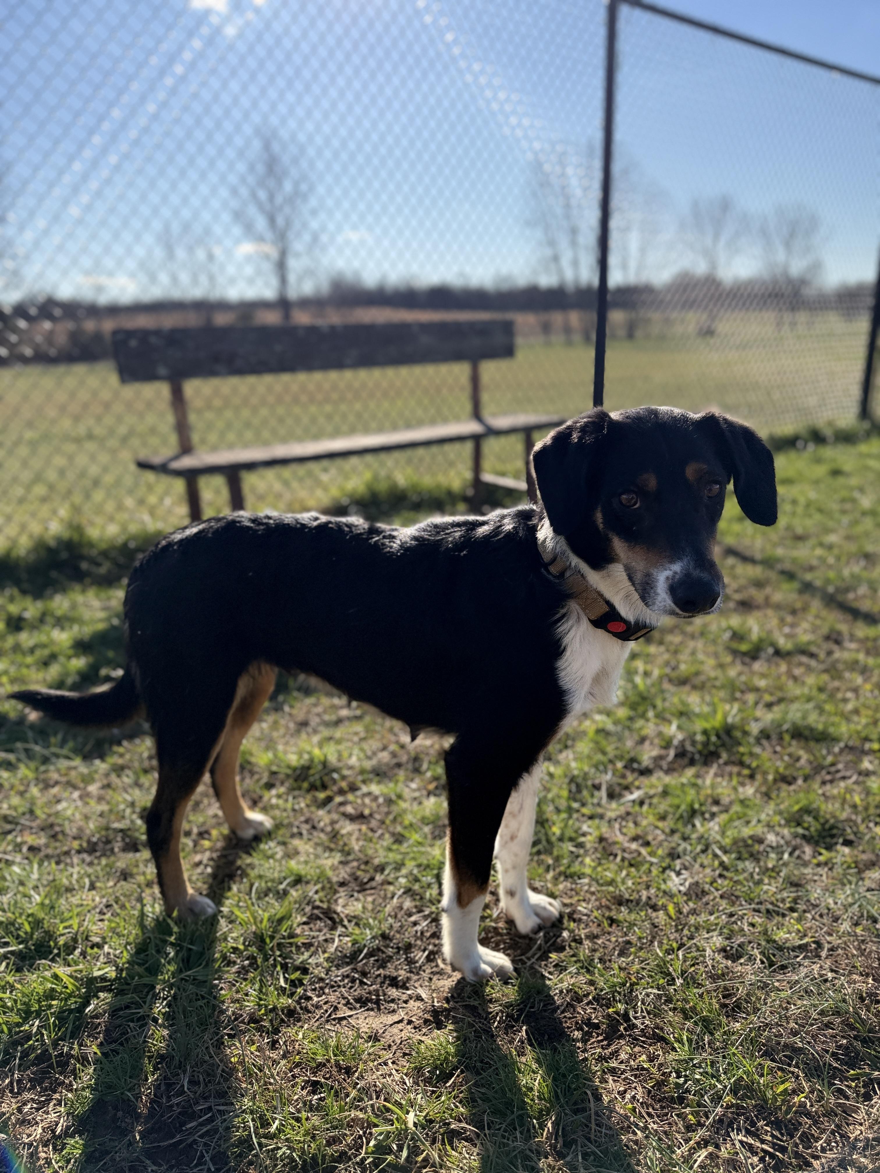 Brooke, a ADOPTABLE mixed breed in Lebanon, TN image 2/4