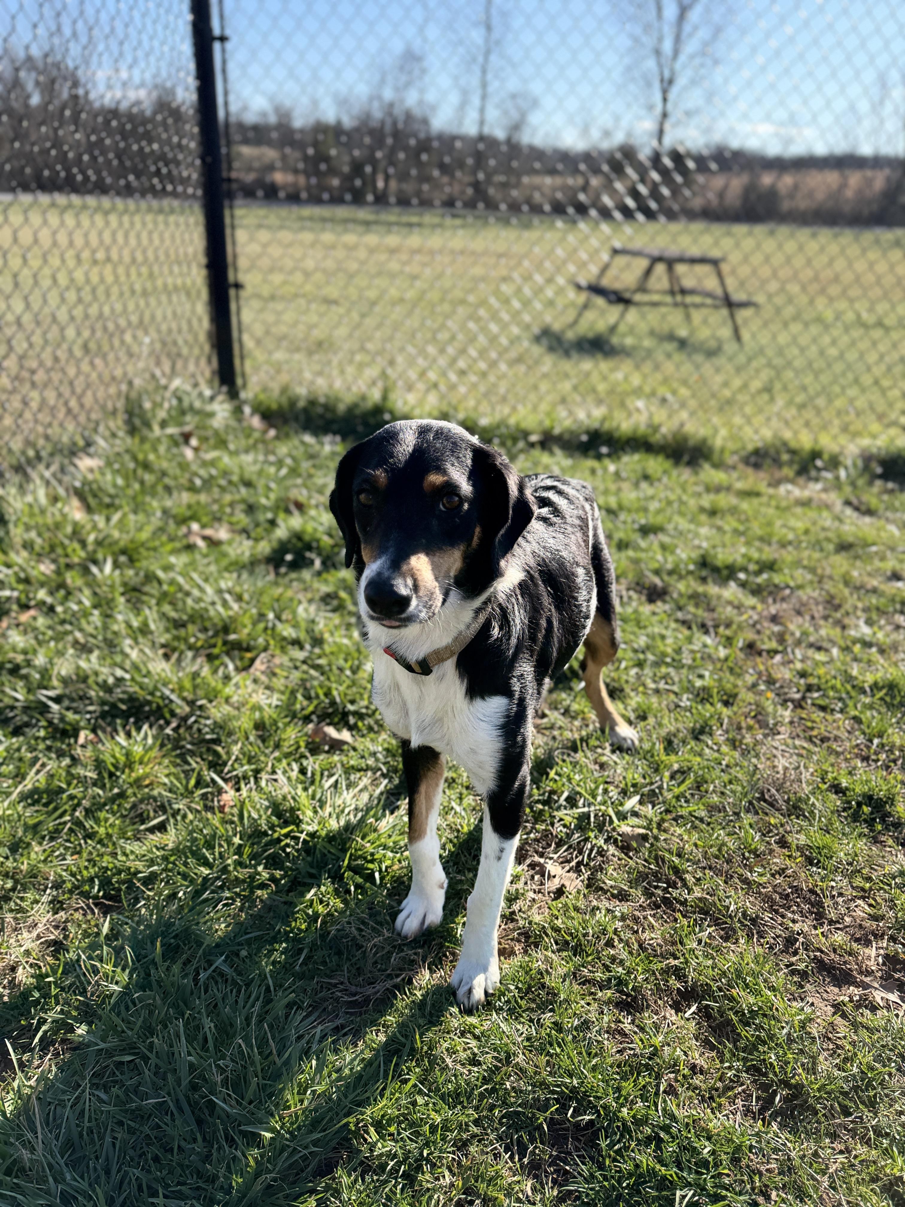 Brooke, a ADOPTABLE mixed breed in Lebanon, TN image 1/4