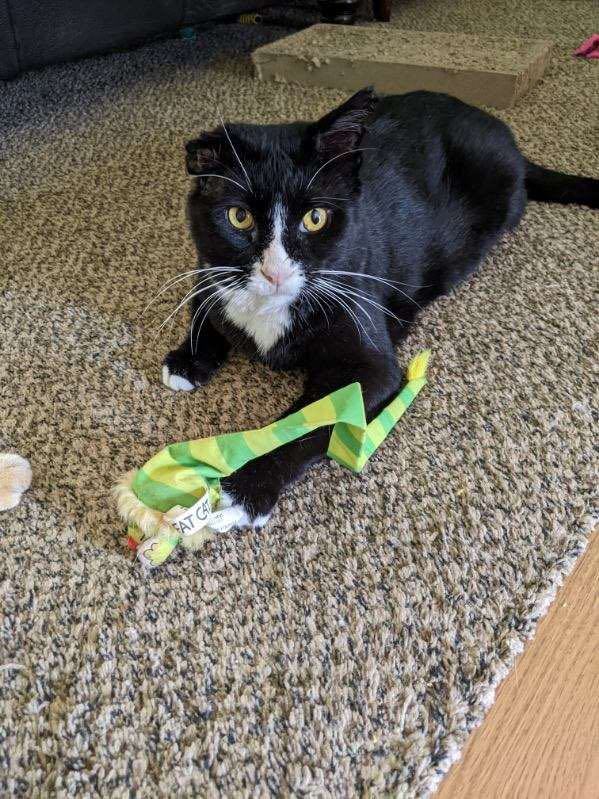 Guinness, a Adoptable Domestic Short Hair in Grand Rapids, MI image 1/12