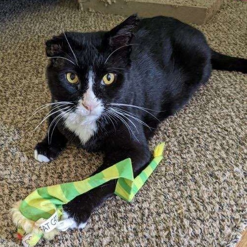 Enlarge Guinness, a Adoptable Domestic Short Hair in Grand Rapids, MI image 1/12