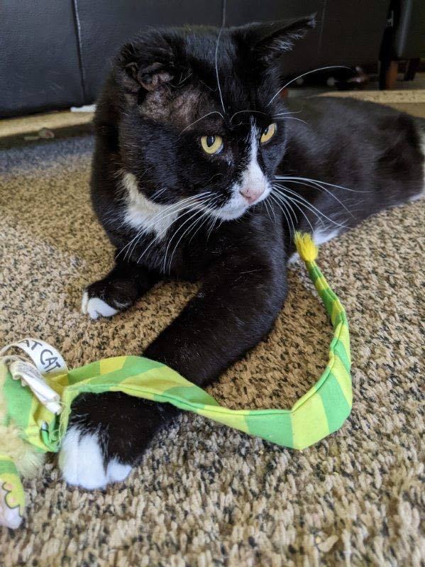 Guinness, a Adoptable Domestic Short Hair in Grand Rapids, MI image 2/12