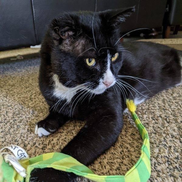 Enlarge Guinness, a Adoptable Domestic Short Hair in Grand Rapids, MI image 8/12