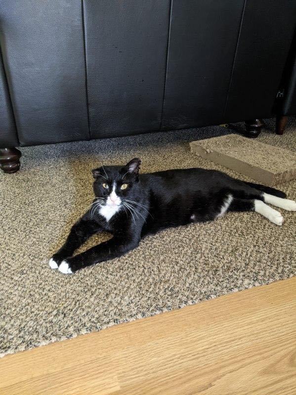 Guinness, a Adoptable Domestic Short Hair in Grand Rapids, MI image 3/12