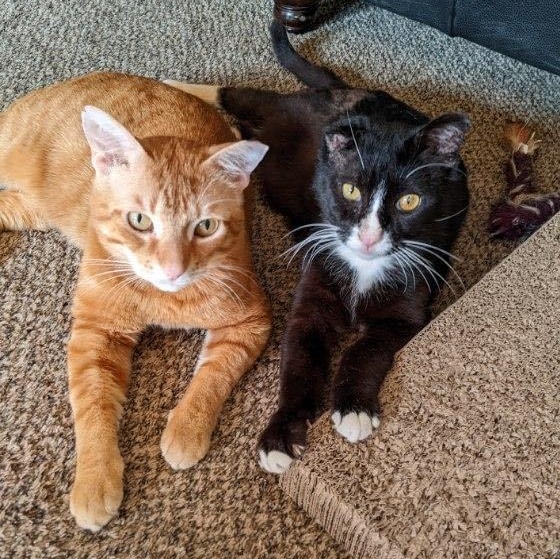 Enlarge Guinness, a Adoptable Domestic Short Hair in Grand Rapids, MI image 10/12