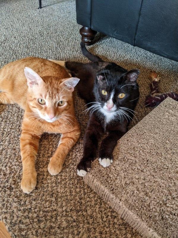 Guinness, a Adoptable Domestic Short Hair in Grand Rapids, MI image 4/12