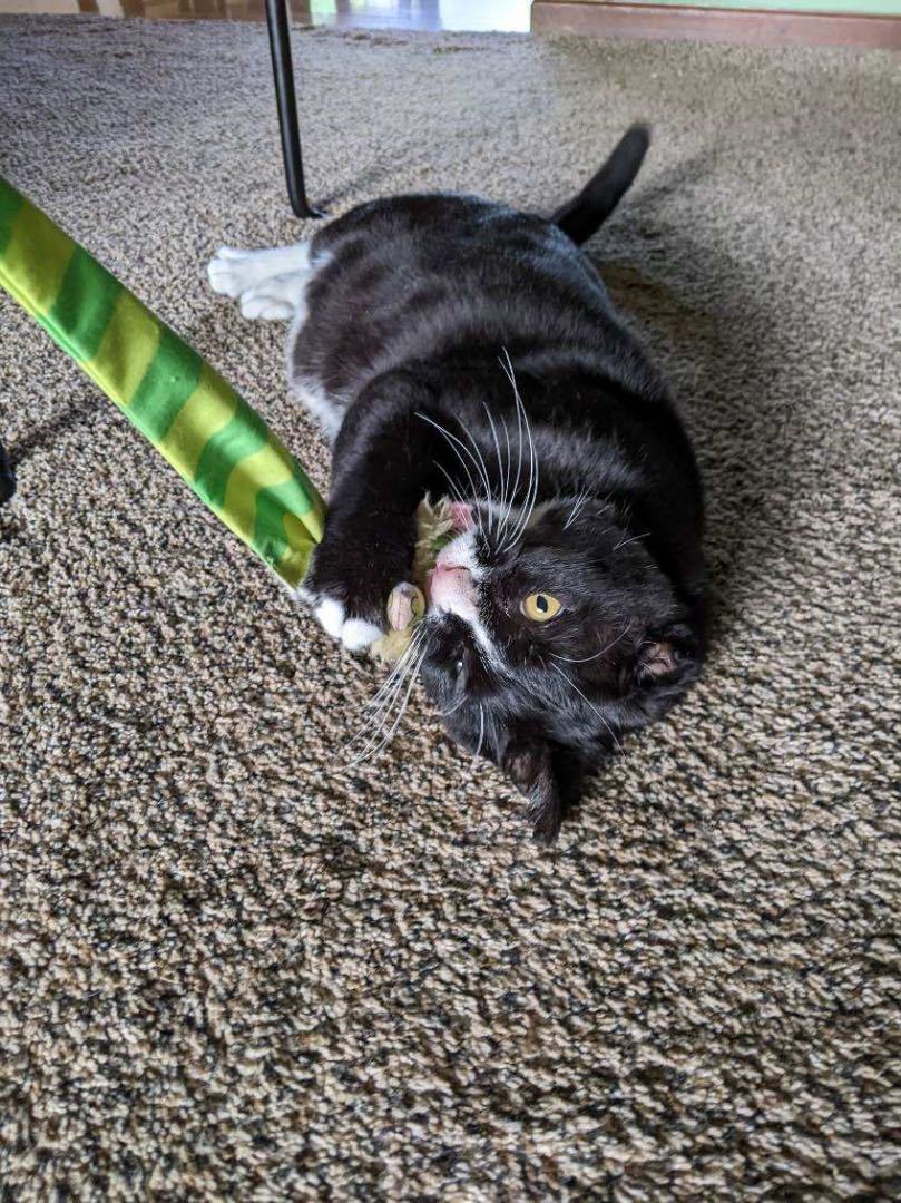 Guinness, a Adoptable Domestic Short Hair in Grand Rapids, MI image 5/12