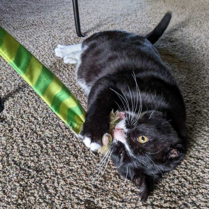 Enlarge Guinness, a Adoptable Domestic Short Hair in Grand Rapids, MI image 11/12