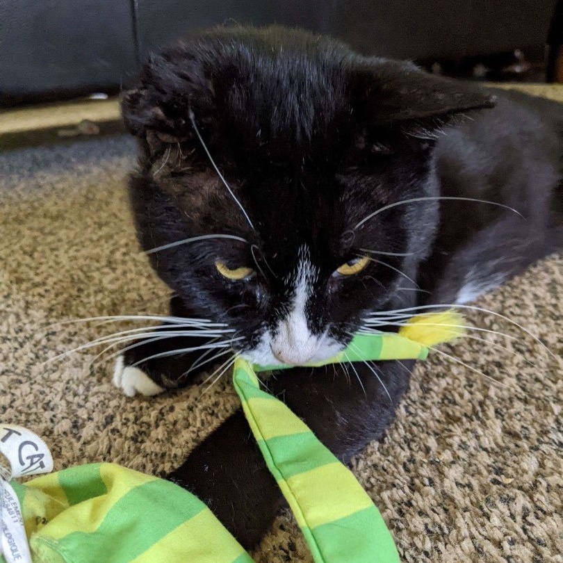 Enlarge Guinness, a Adoptable Domestic Short Hair in Grand Rapids, MI image 12/12