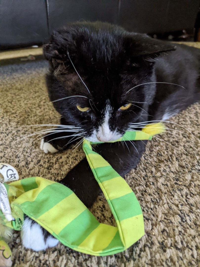 Guinness, a Adoptable Domestic Short Hair in Grand Rapids, MI image 6/12