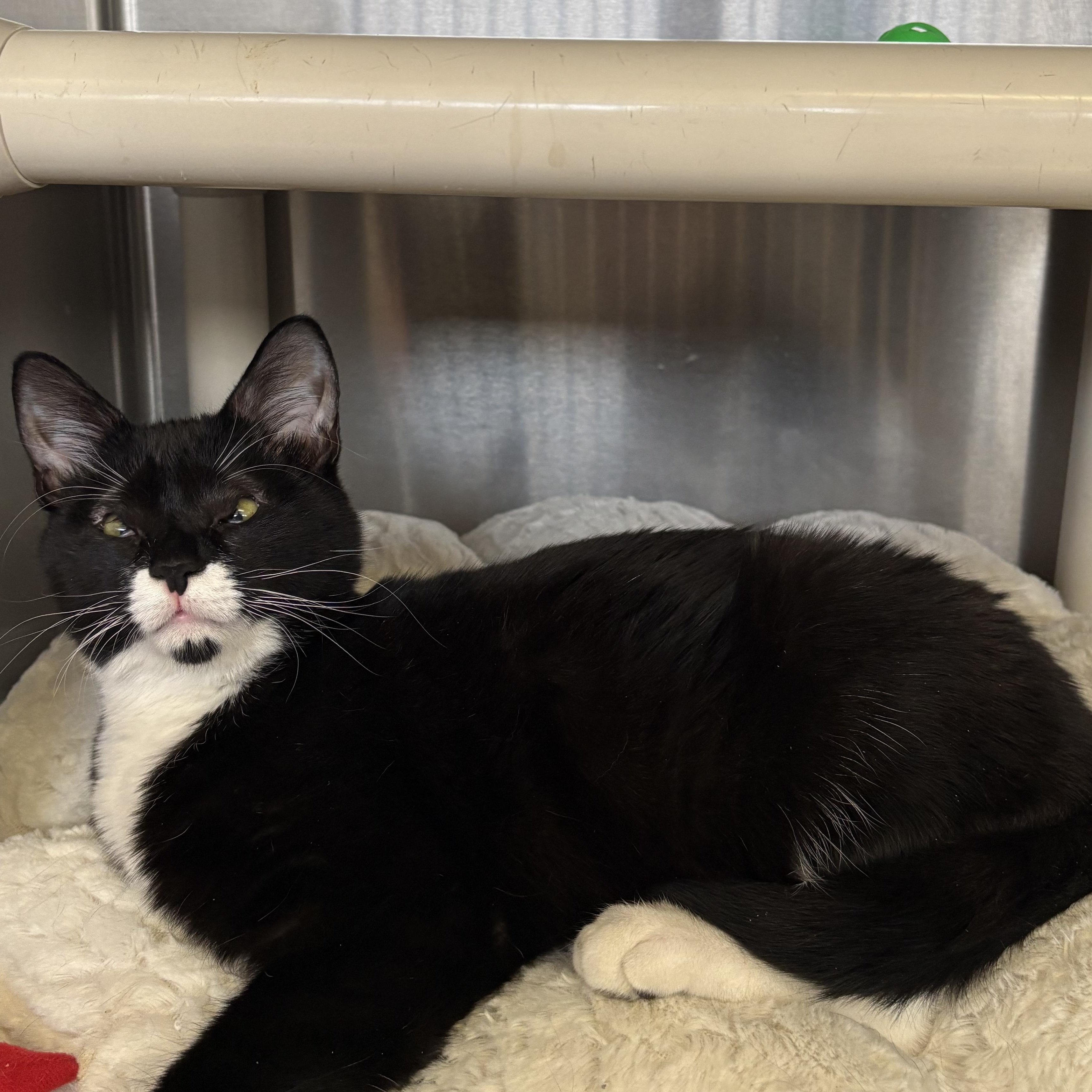 North, ADOPTABLE, Young Female Domestic Short Hair.