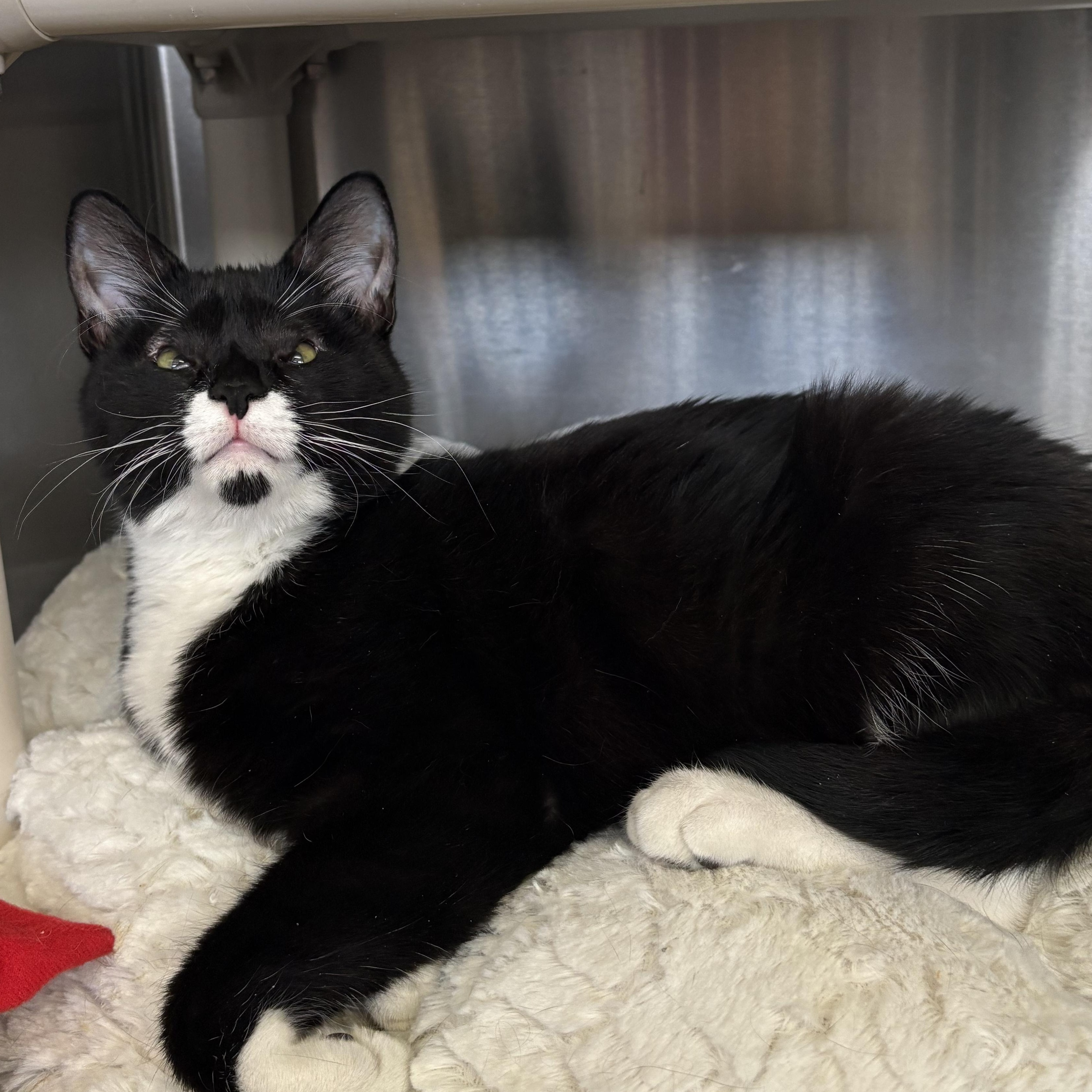 Enlarge North, a ADOPTABLE Domestic Short Hair in Wantagh, NY image 2/2