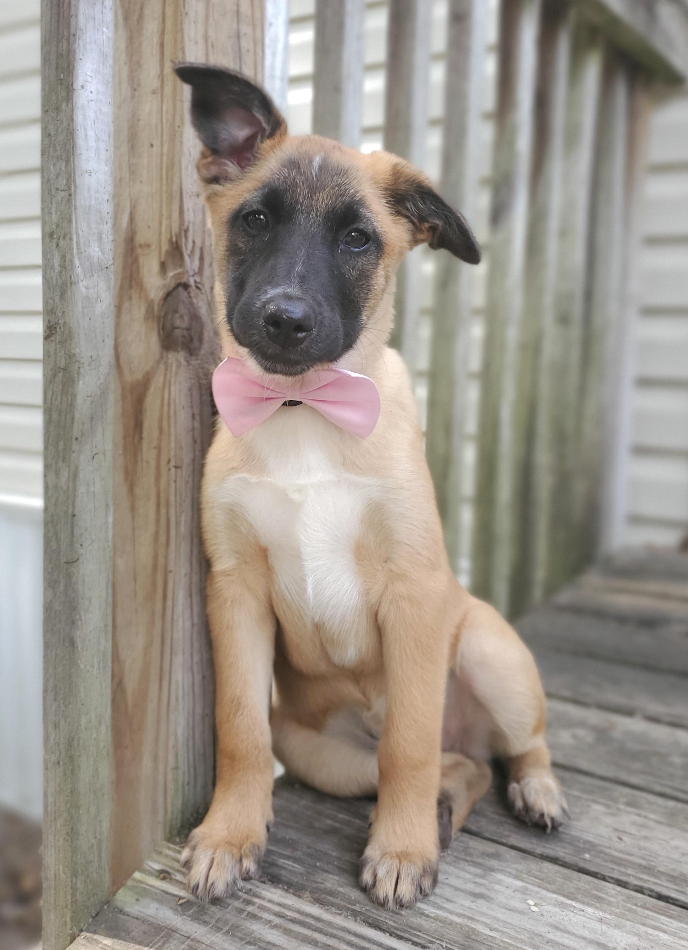 Enlarge Rory, a Adoptable mixed breed in Jacksonville, FL image 5/6