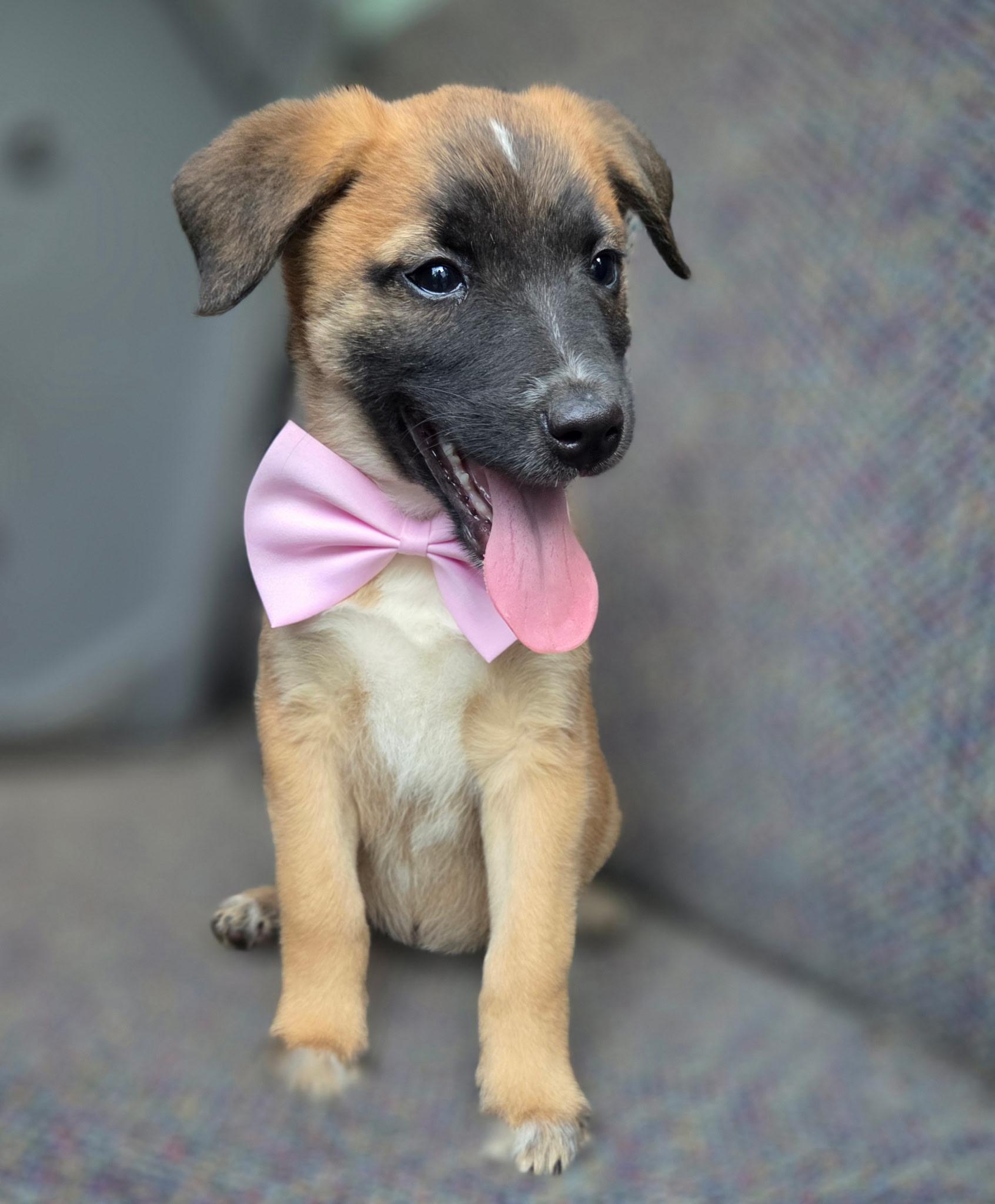 Enlarge Rory, a Adoptable mixed breed in Jacksonville, FL image 6/6