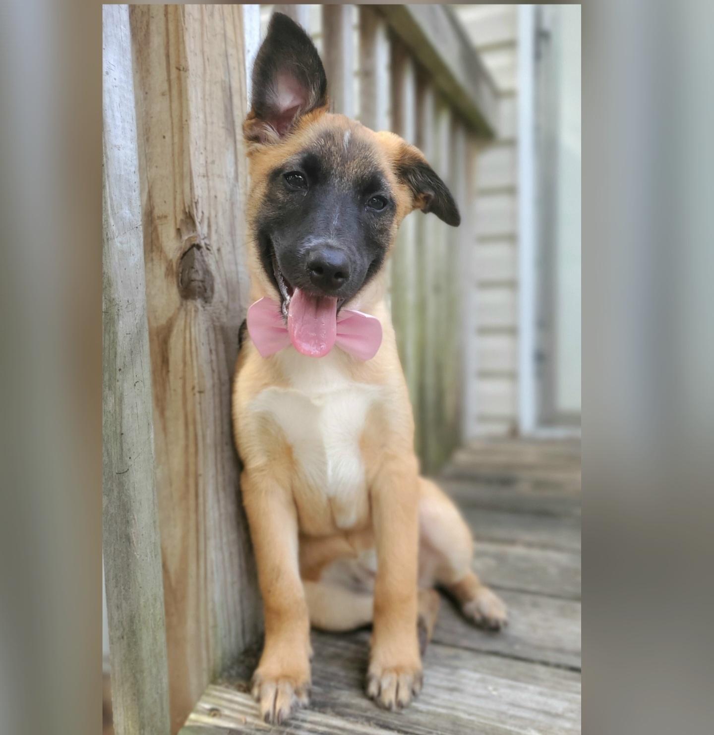 Rory, Adoptable, Puppy Female German Shepherd Dog & Mixed Breed.