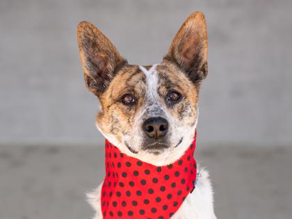 Enlarge Benson, a Adoptable mixed breed in Longmont, CO image 1/3