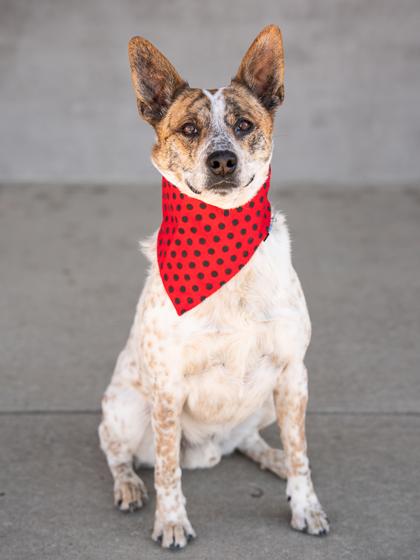 Enlarge Benson, a Adoptable mixed breed in Longmont, CO image 2/3
