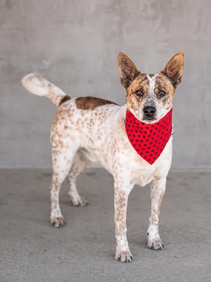 Enlarge Benson, a Adoptable mixed breed in Longmont, CO image 3/3