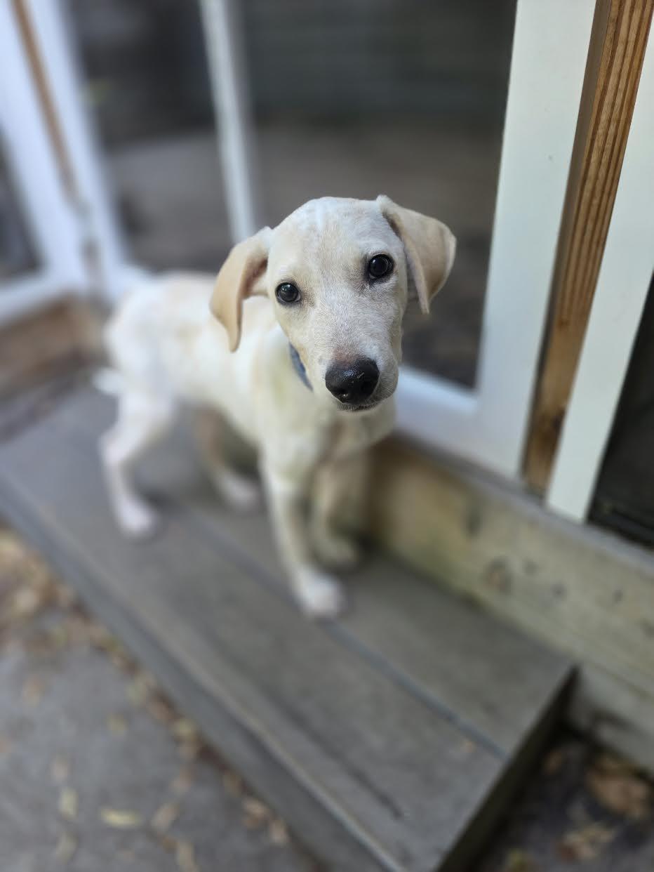 Rockee, Adopted, Puppy Male Labrador Retriever & Hound.