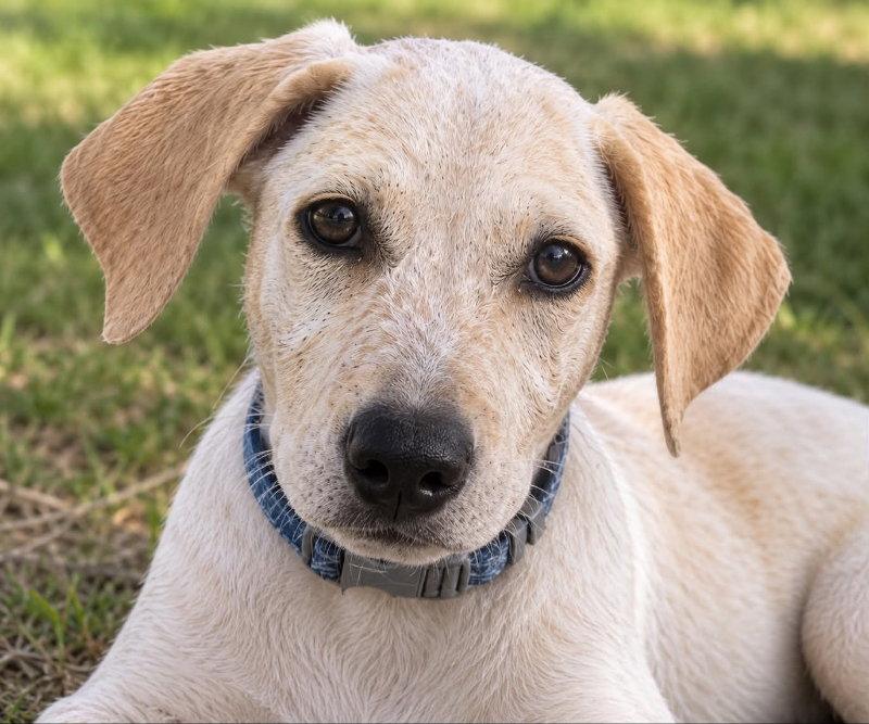 Enlarge Rockee, a Adopted mixed breed in Mankato, MN image 2/3