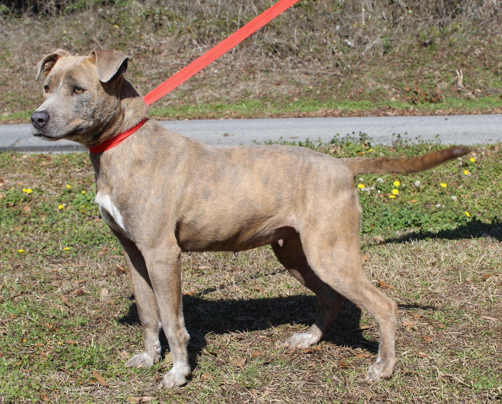 Abigail 43084, Adoptable, Adult Female Pit Bull Terrier & Mountain Cur.