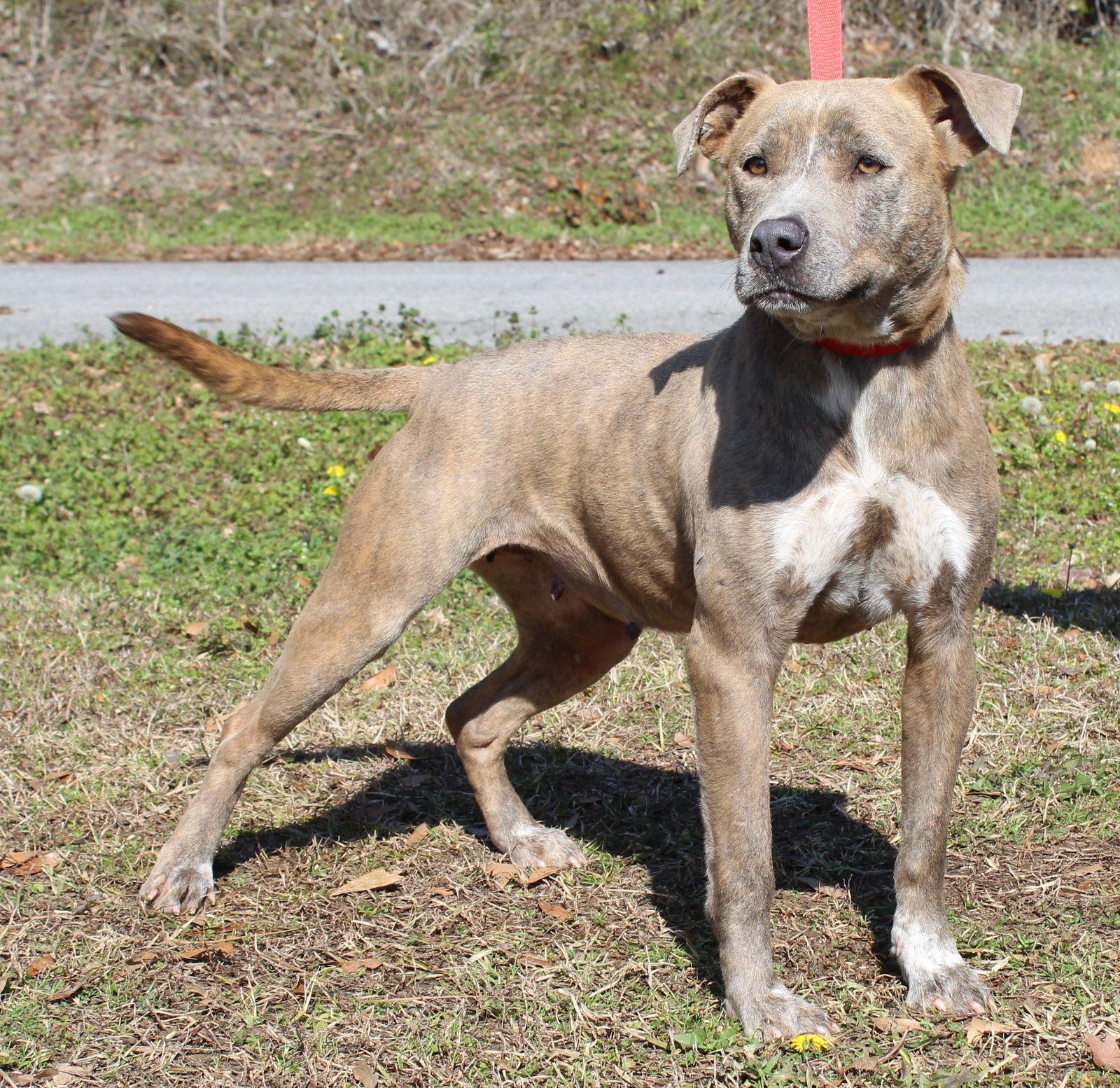 Enlarge Abigail 43084, a Adoptable mixed breed in Prattville, AL image 2/3