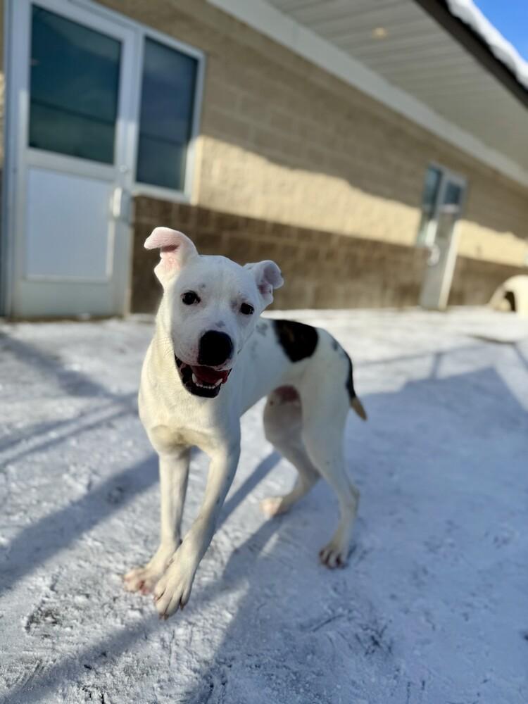 Axle, a Adoptable mixed breed in Kalamazoo, MI image 1/2