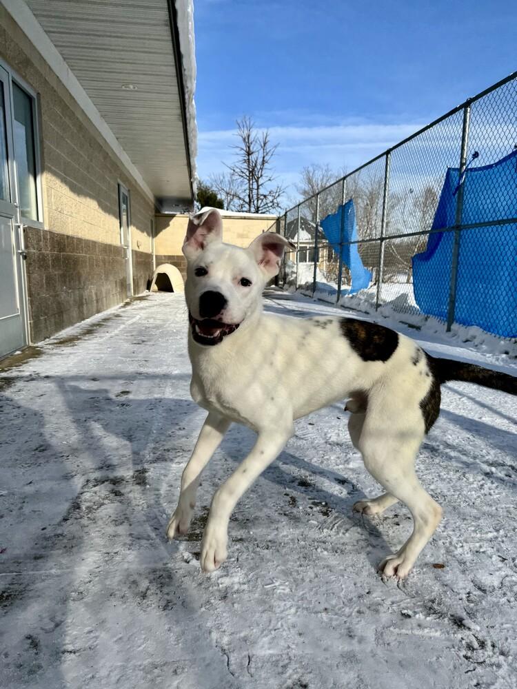 Axle, a Adoptable mixed breed in Kalamazoo, MI image 2/2