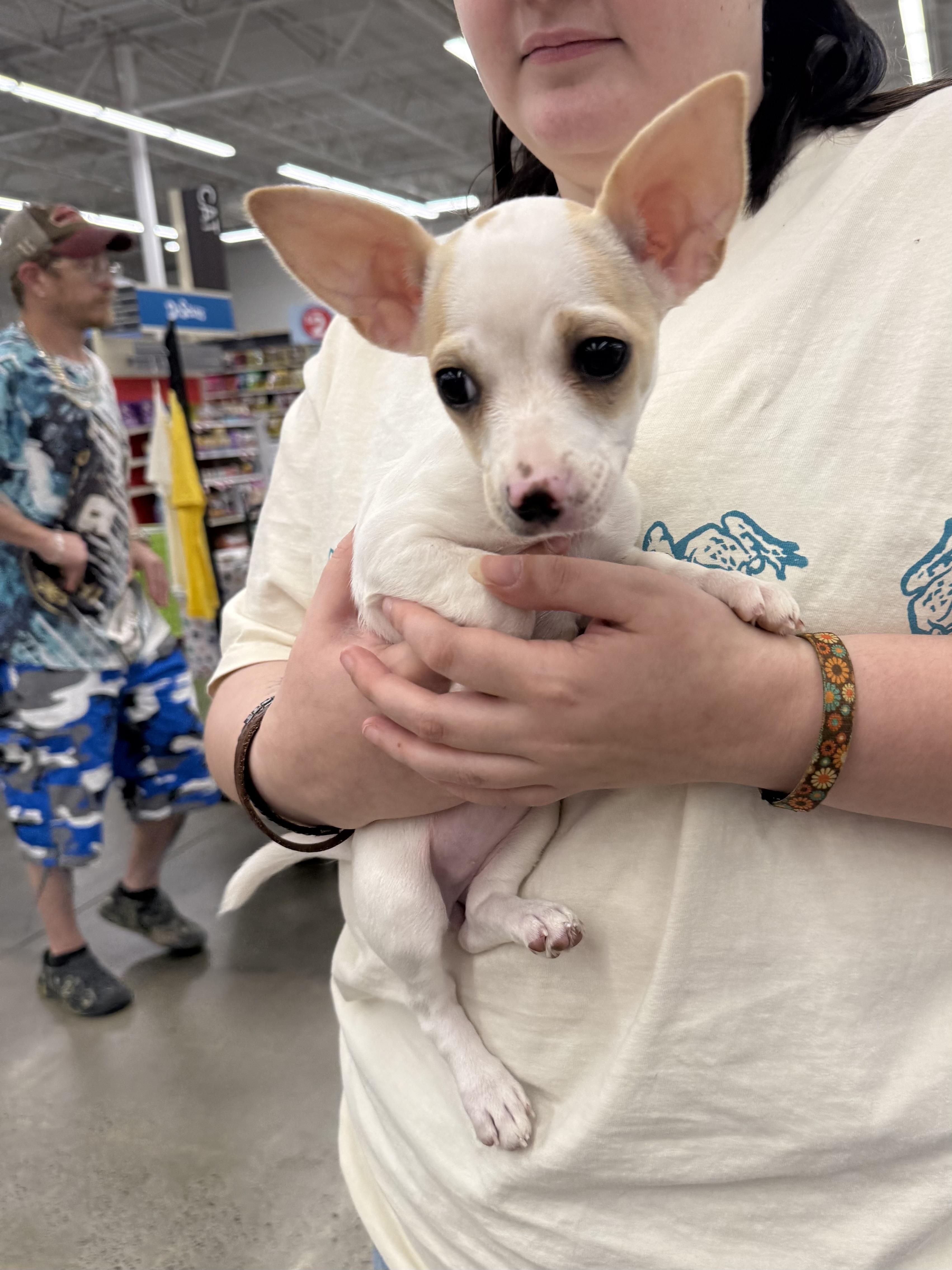 Enlarge Hadley, an adopted Chiweenie in Kings Mountain, NC image 5/5