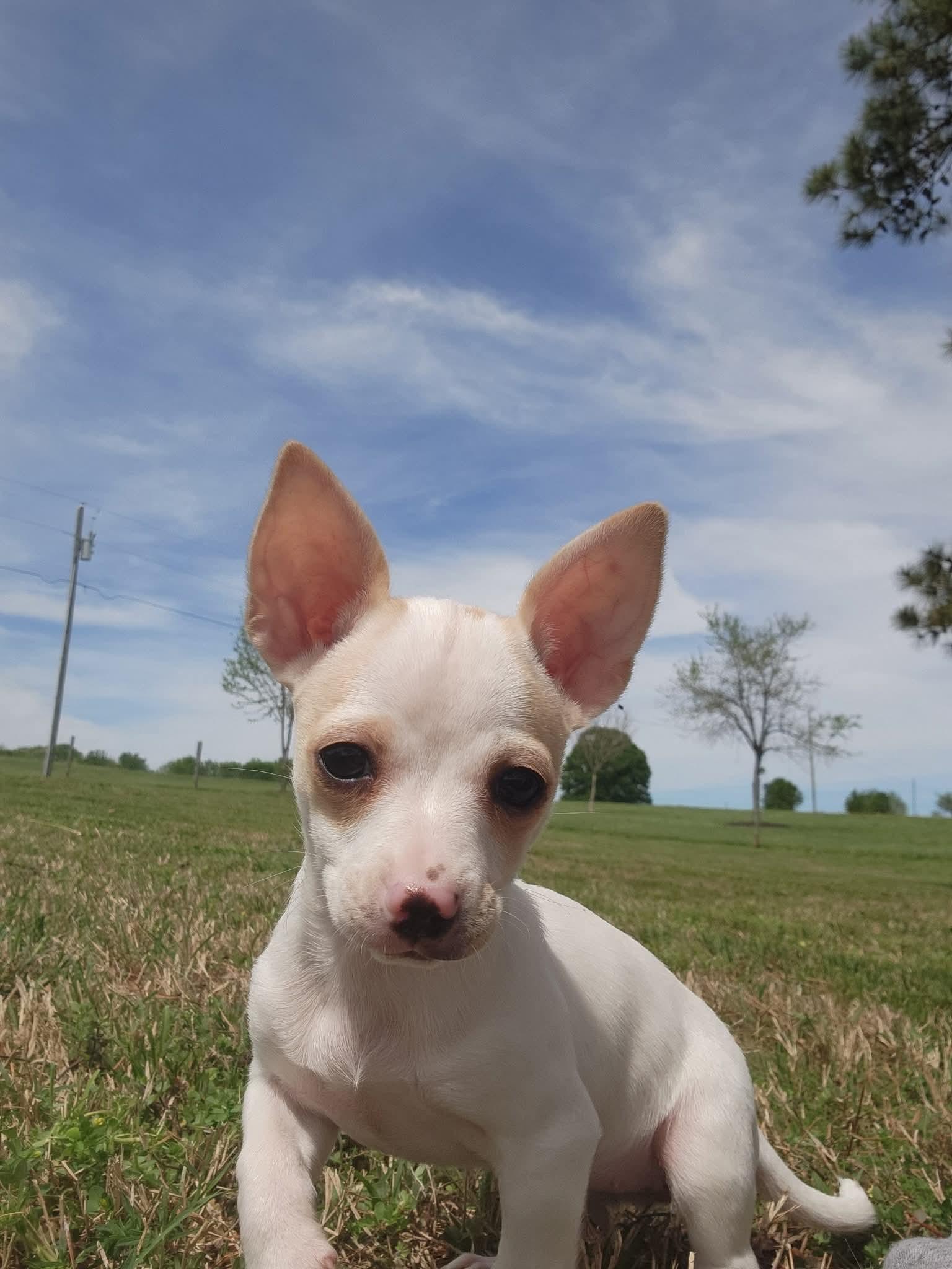 Enlarge Hadley, an adopted Chiweenie in Kings Mountain, NC image 2/5