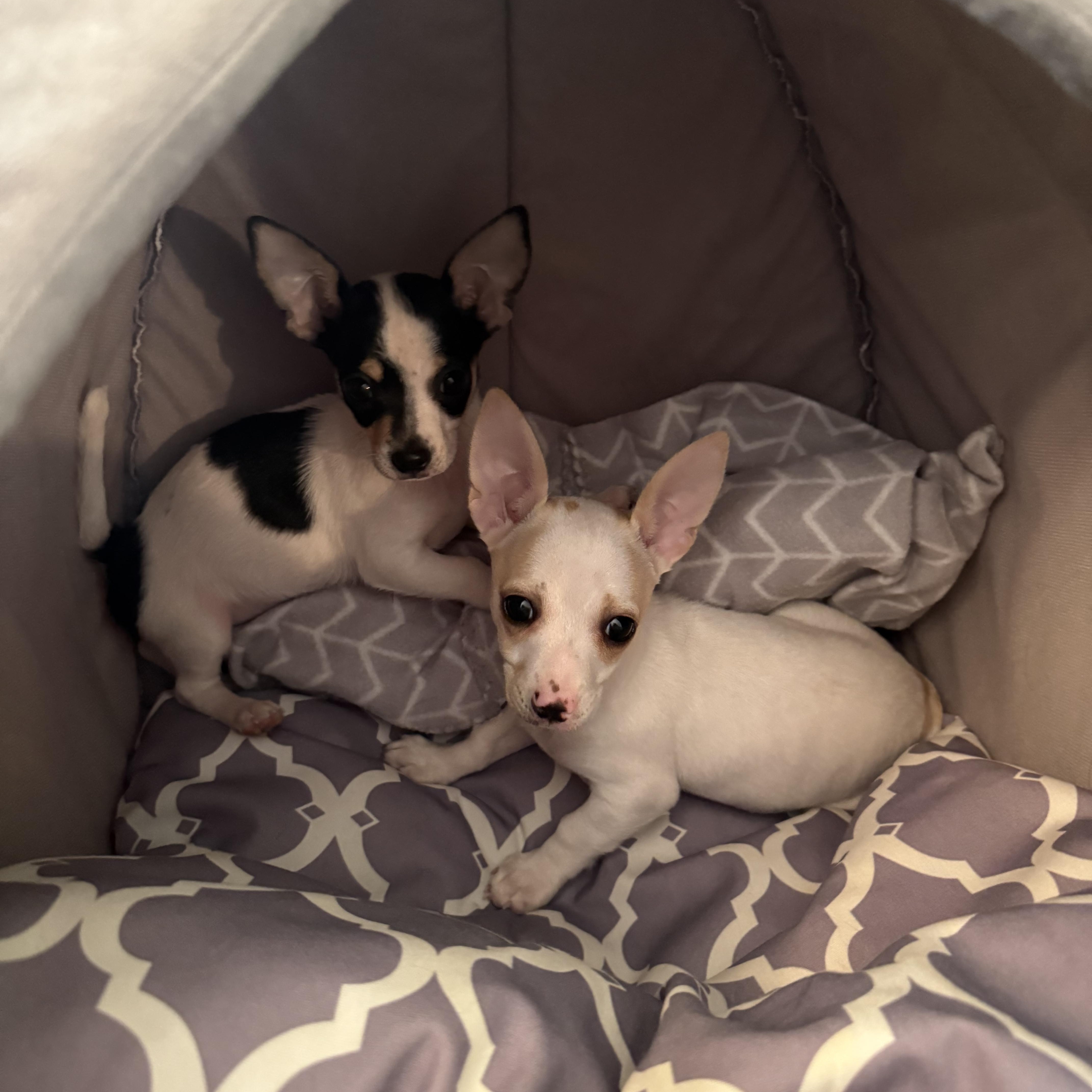 Enlarge Hadley, an adopted Chiweenie in Kings Mountain, NC image 4/5