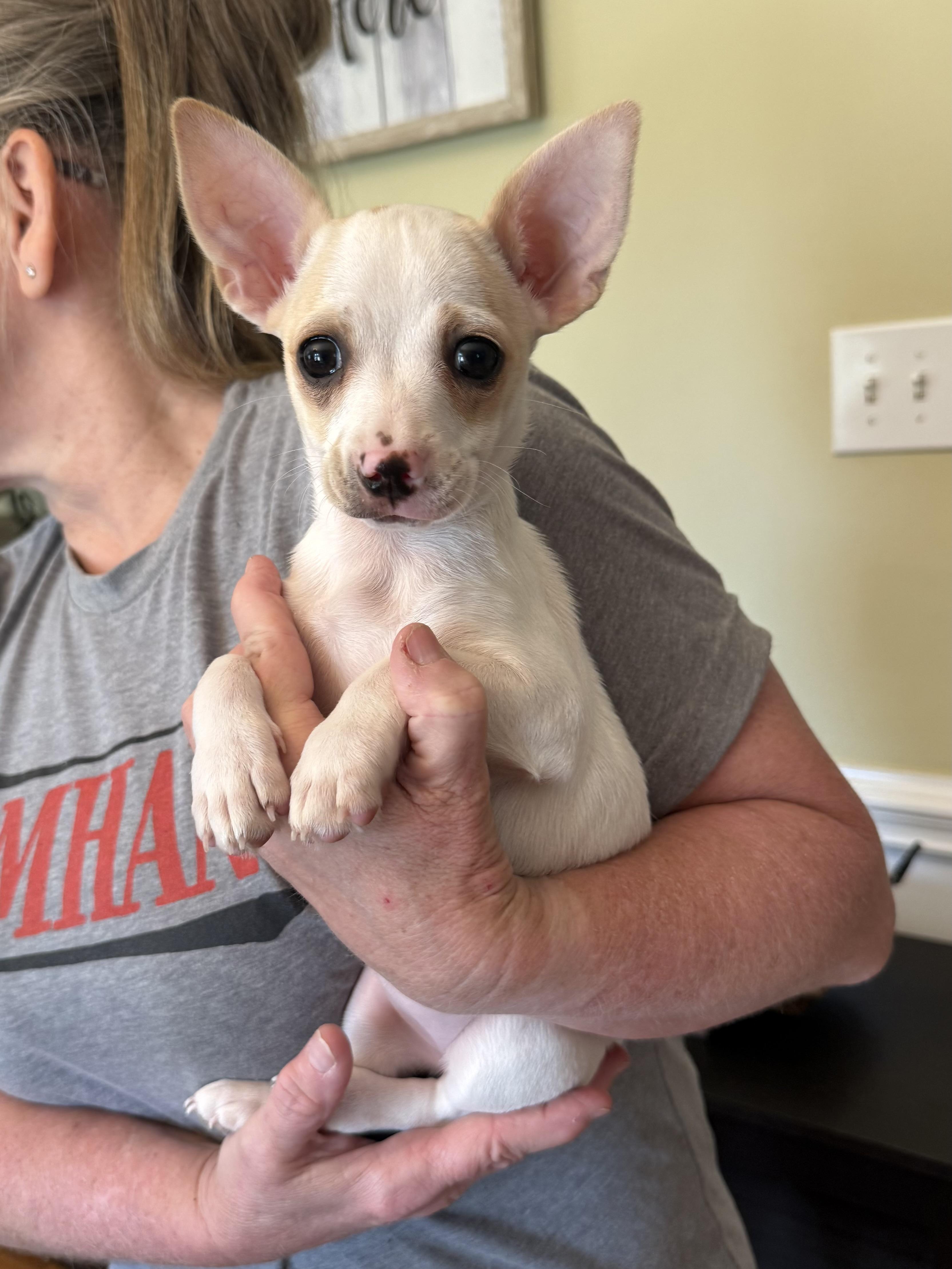 Enlarge Hadley, an adopted Chiweenie in Kings Mountain, NC image 3/5