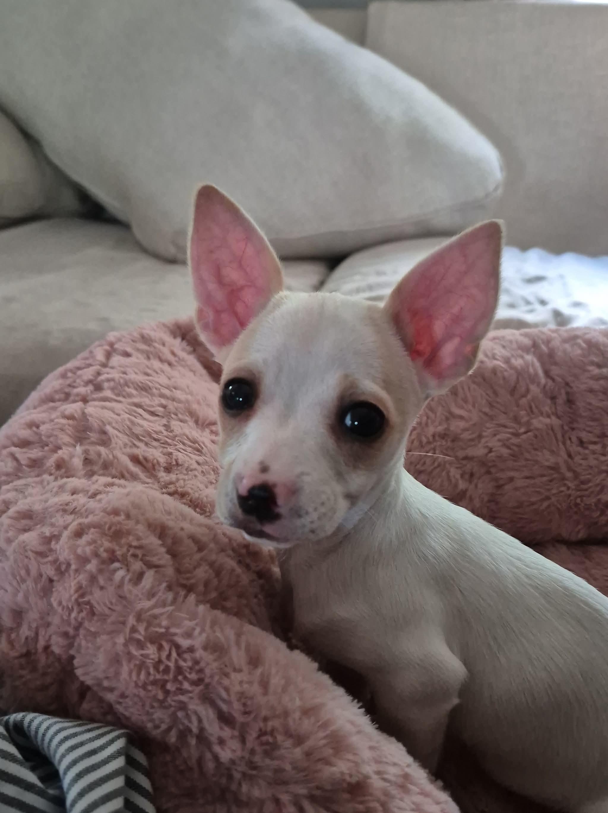 Enlarge Hadley, an adopted Chiweenie in Kings Mountain, NC image 1/5