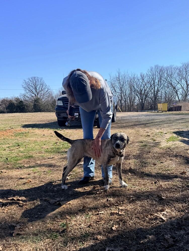 Enlarge Marley - Well behaved girl, a Adoptable mixed breed in Green Ridge, MO image 3/5