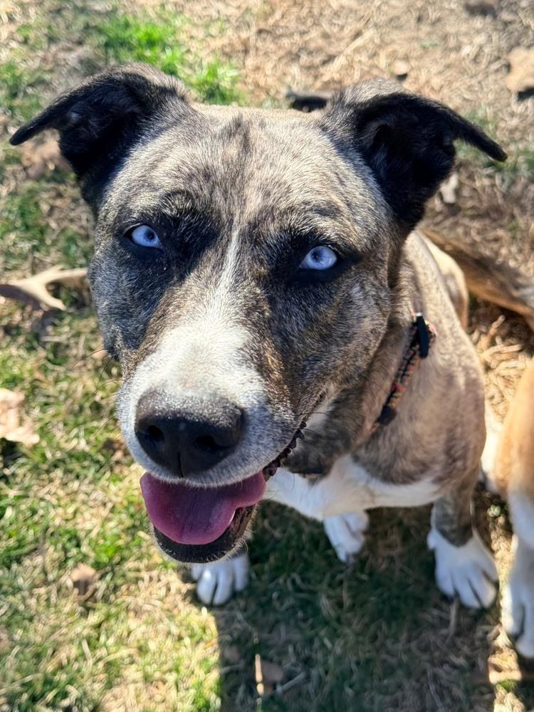 Marley - Well behaved girl, Adoptable, Adult Female Catahoula Leopard Dog & Boxer.