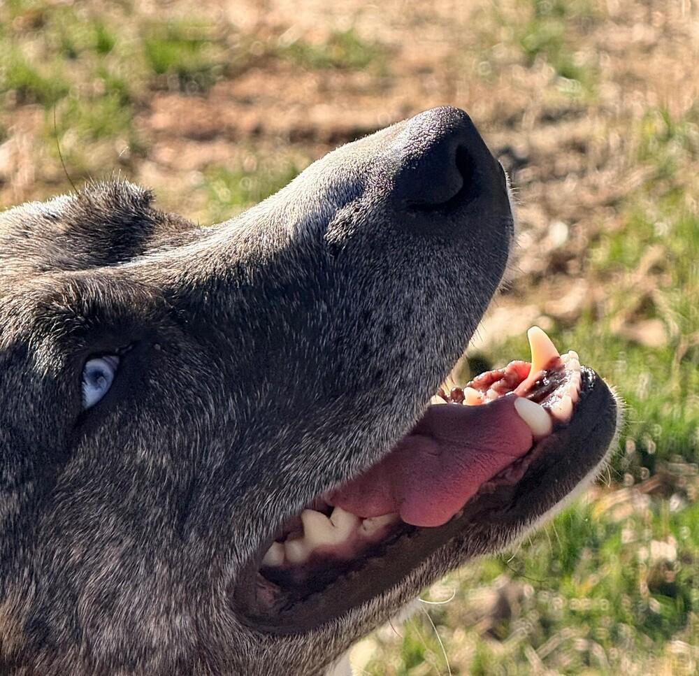 Enlarge Marley - Well behaved girl, a Adoptable mixed breed in Green Ridge, MO image 4/5