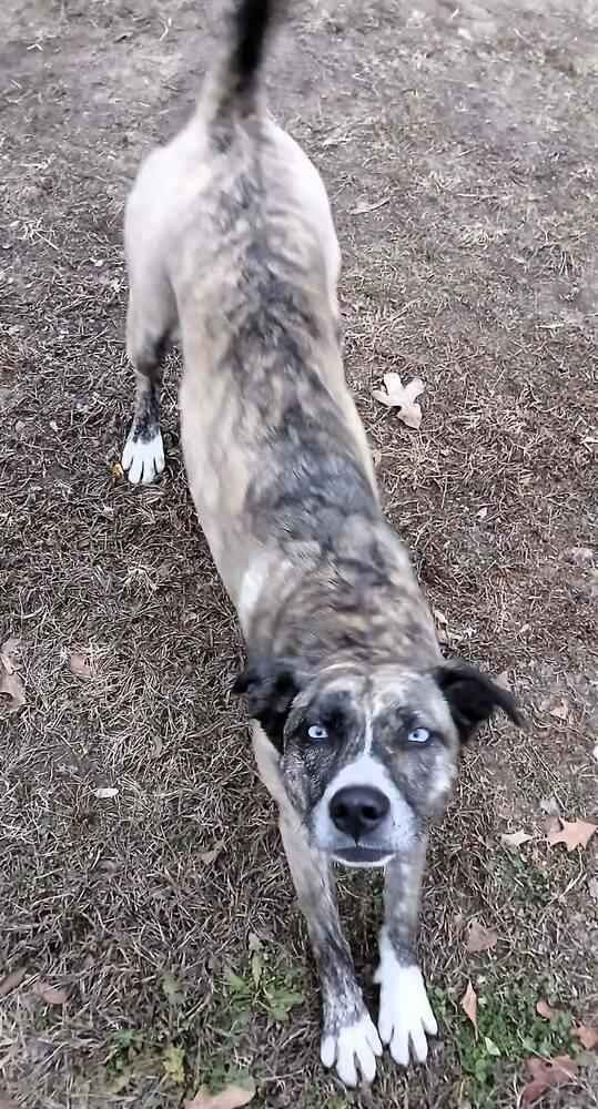 Enlarge Marley, a Adoptable mixed breed in Green Ridge, MO image 1/3