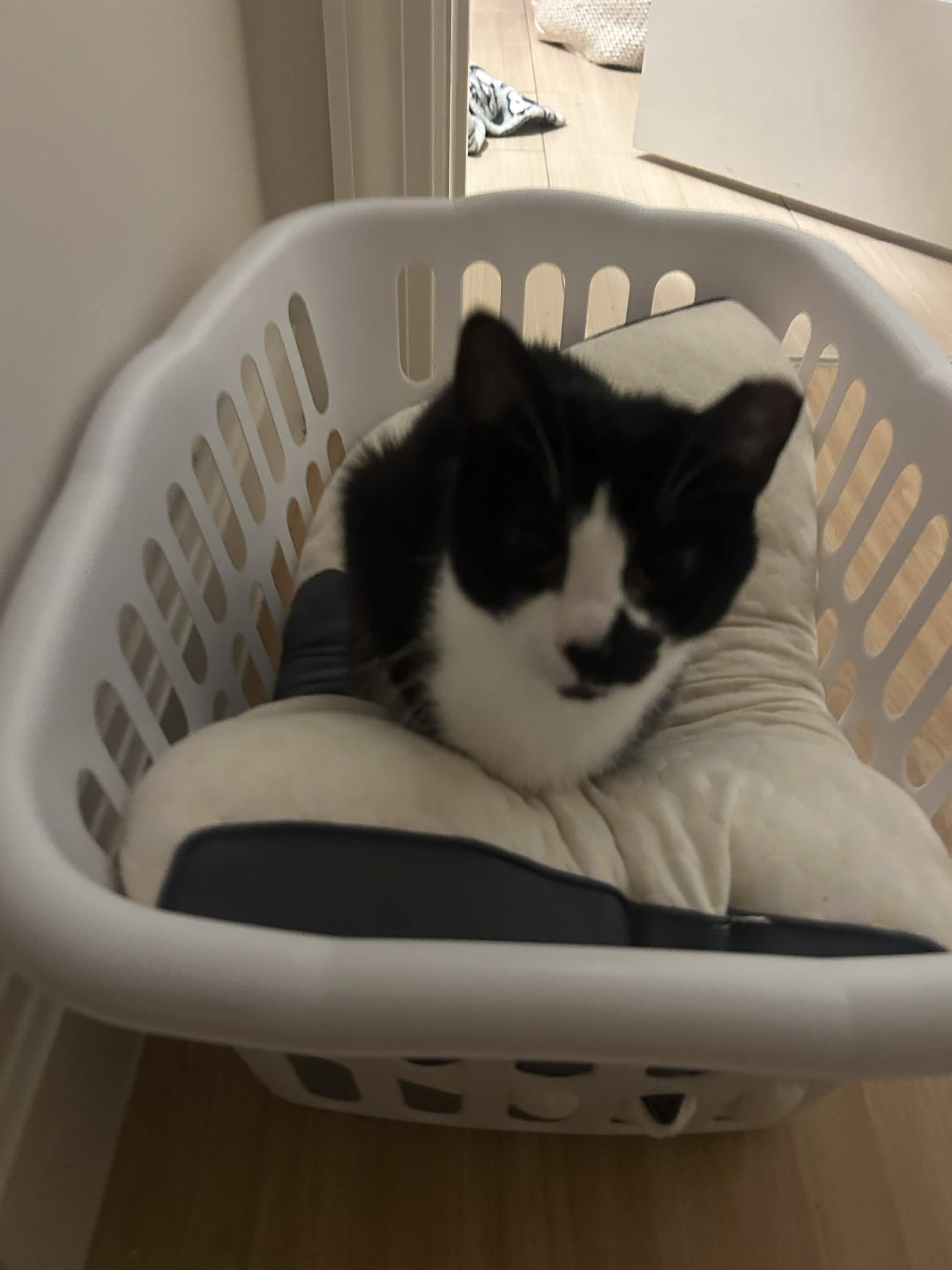 Enlarge Panda, a Adoptable Domestic Short Hair in North Bergen, NJ image 4/6