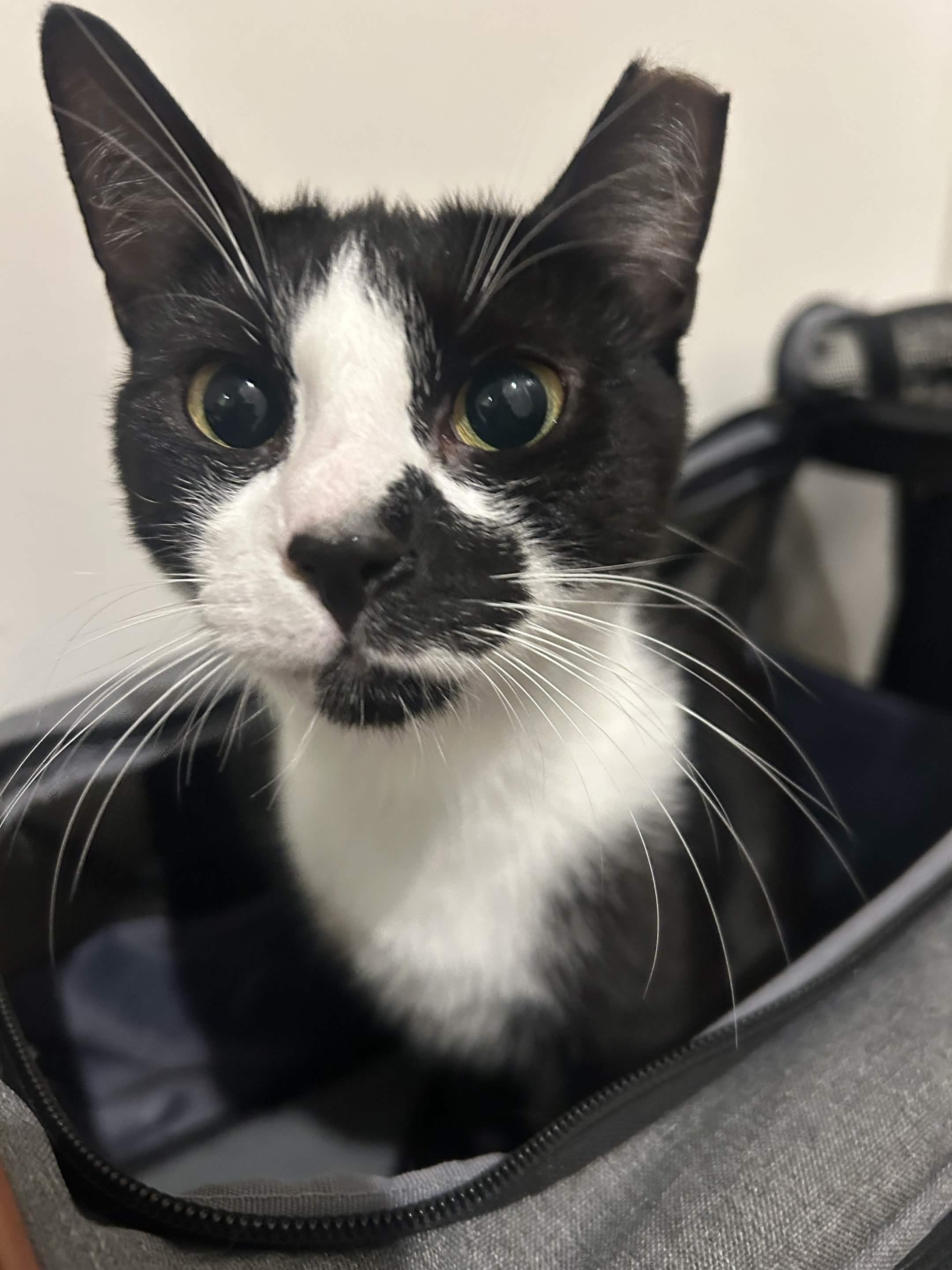 Enlarge Panda, a Adoptable Domestic Short Hair in North Bergen, NJ image 3/6