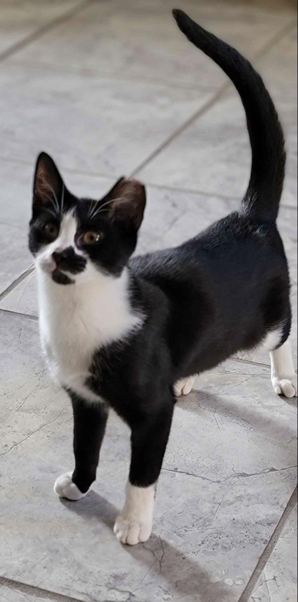 Panda, a Adoptable Domestic Short Hair in Florham Park, NJ image 3/4