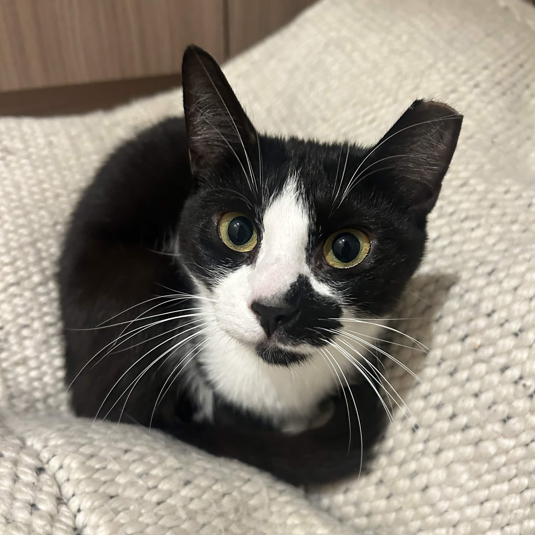 Panda, Adoptable, Adult Female Domestic Short Hair.