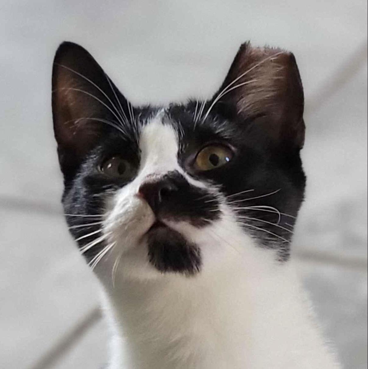Panda, a Adoptable Domestic Short Hair in Florham Park, NJ image 2/4