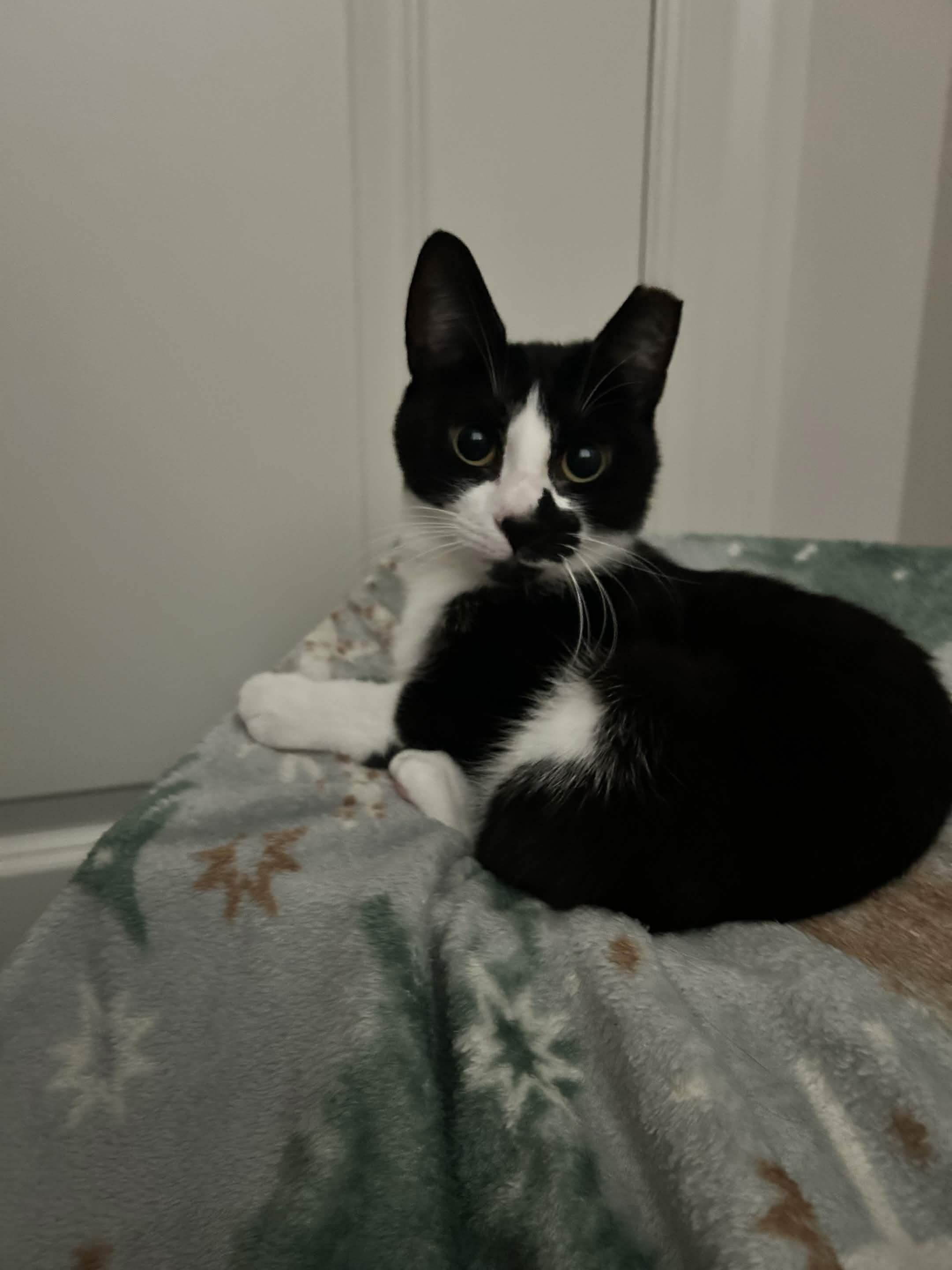 Enlarge Panda, a Adoptable Domestic Short Hair in North Bergen, NJ image 2/6