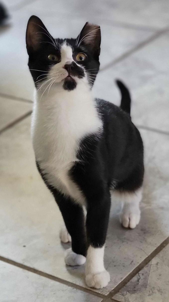 Panda, a Adoptable Domestic Short Hair in Florham Park, NJ image 1/4