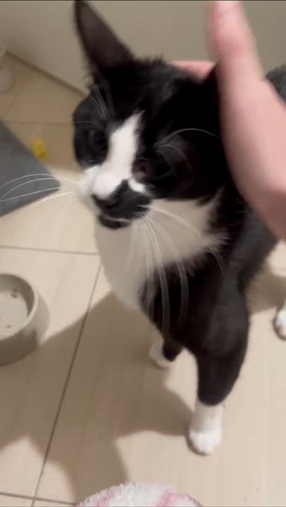 Enlarge Panda, a Adoptable Domestic Short Hair in North Bergen, NJ video 6/6