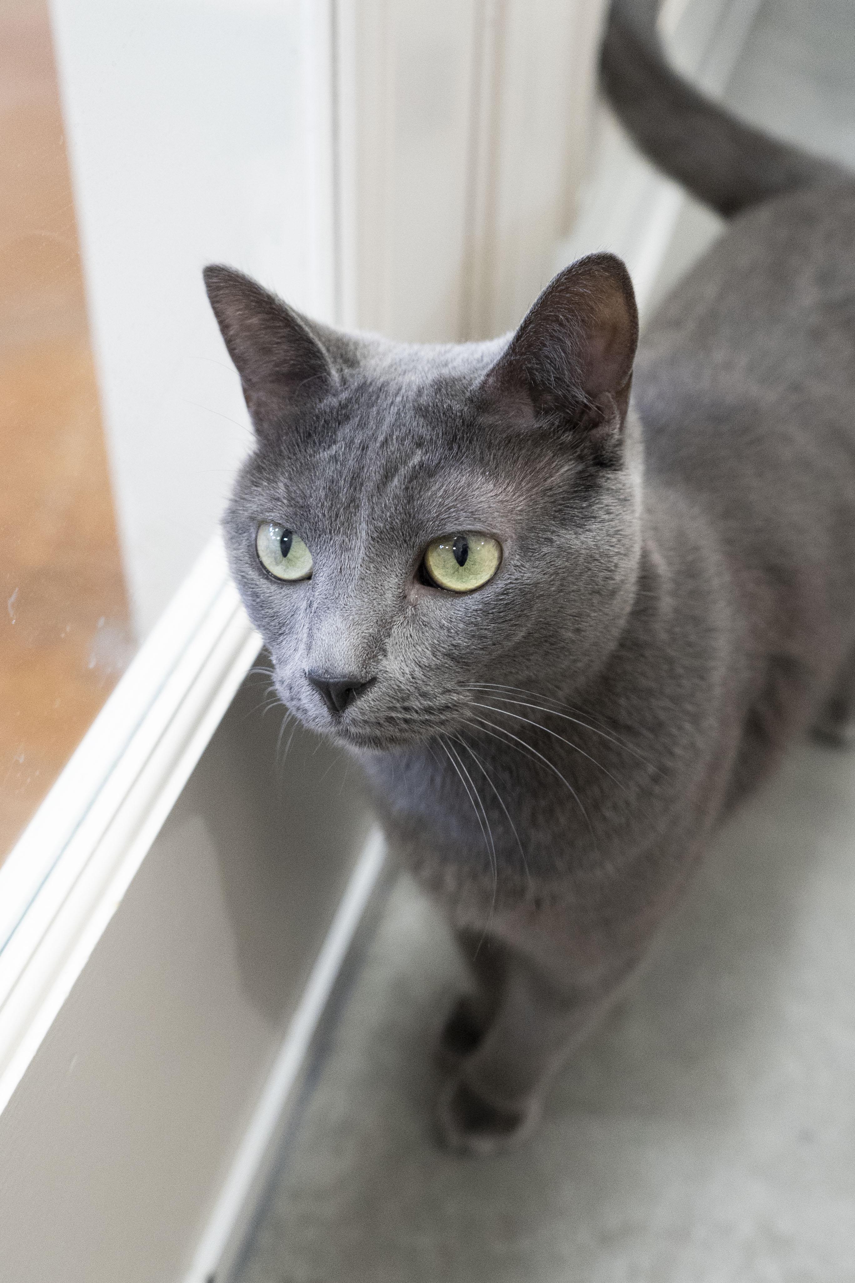Skye, a ADOPTABLE Domestic Short Hair in Boise, ID image 2/5